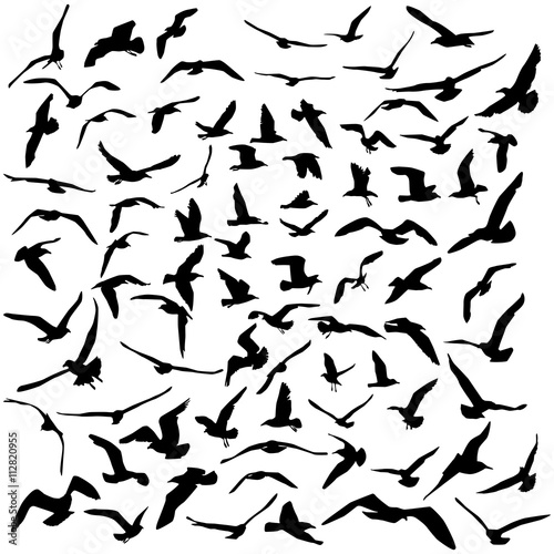 Seagulls black silhouette on white background. Vector