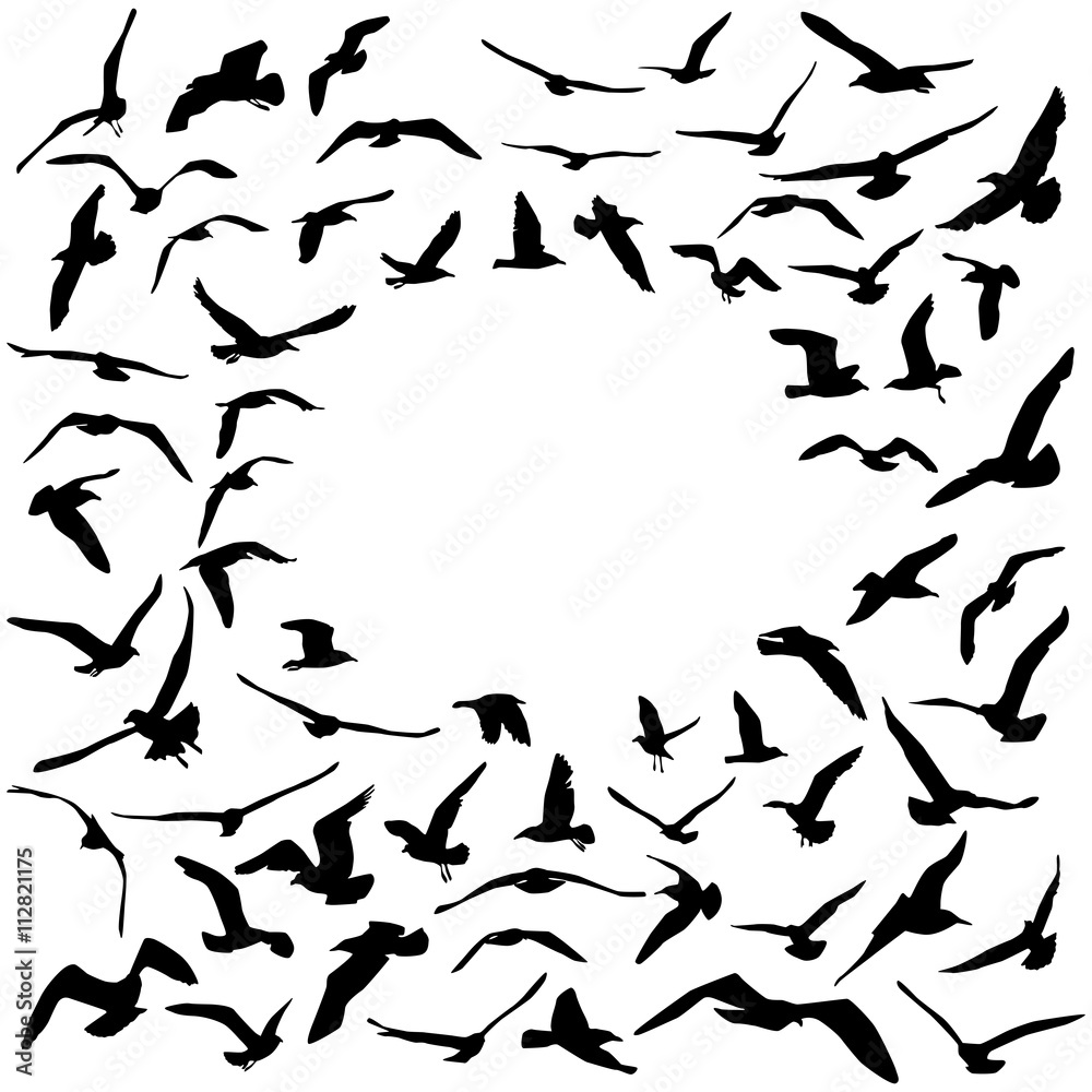 Seagulls black silhouette on white background. Card design. Vector Seagulls black silhouette on white background. Card design. Vector