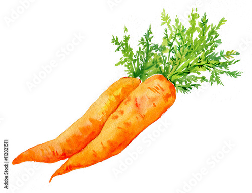 морковь рисунок акварелью