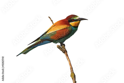 european bee eater on a branch isolated on white