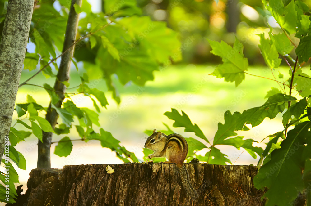 Chipmunk sitting on a stump, and holding in the paws food. In the background, natural plant background of green leaves.
