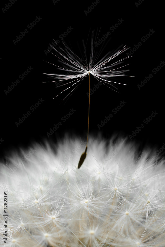 Naklejka premium Dandelion seeds closeup