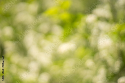 Natural blurred greenery background