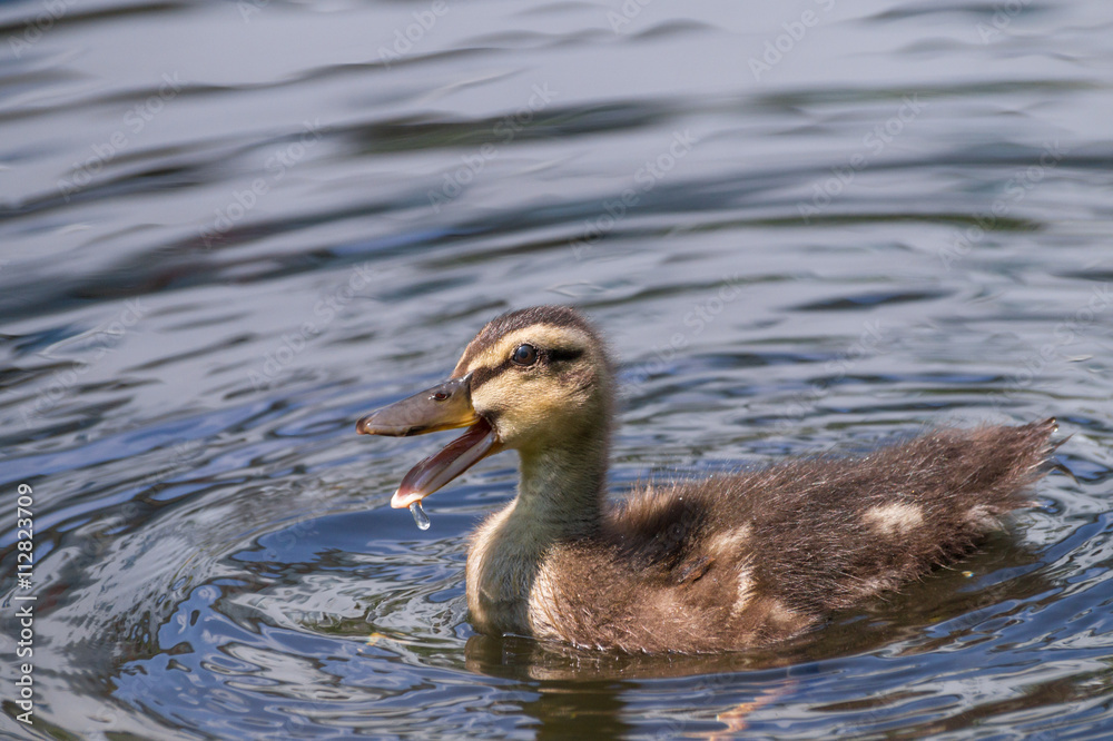 Schwimmendes Entenküken