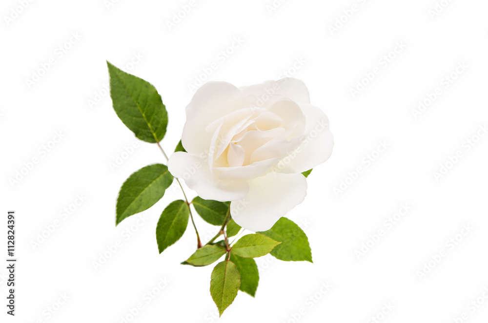 white rose isolated white rose isolated