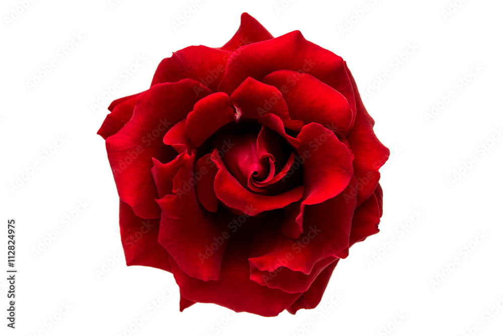 Naklejka premium czerwona róża na białym tle