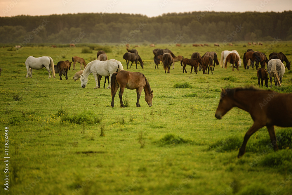 Horses on a green field.