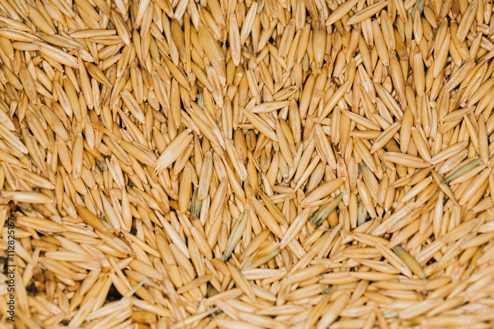 lot of fresh beans close-up oats lot of fresh beans close-up oats