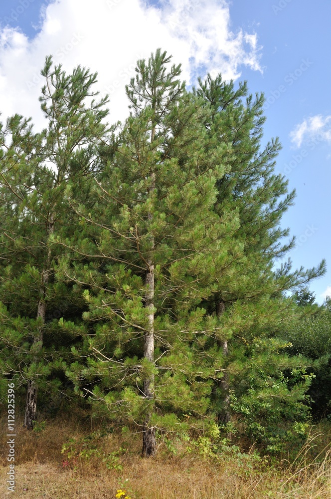 Fototapeta premium Pine trees