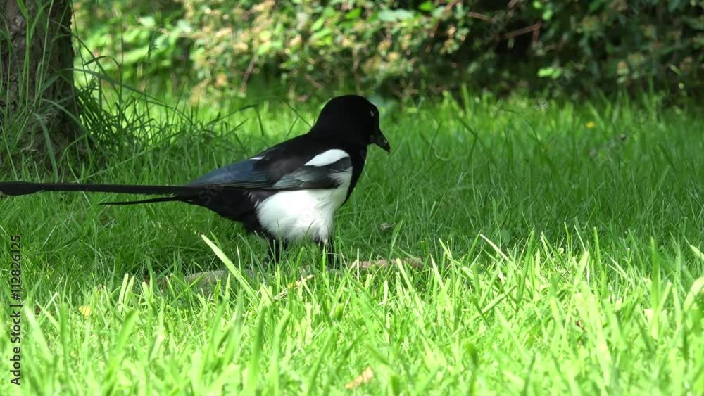 Eurasian magpie comes, looking and run away on meadow Eurasian magpie comes, looking and run away on meadow
