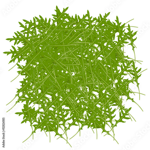 Texture with arugula design. Arugula, salad rocket leaf pattern. Vector Illustration