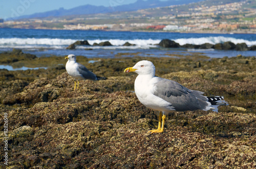 Albatross in natural environment on Tenerife,Canary Islands,Spain.Selective focus. photo