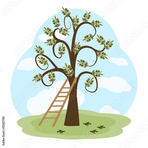 The olive tree and a ladder