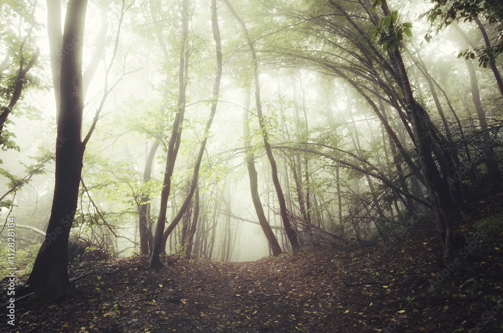 Naklejka premium forest path