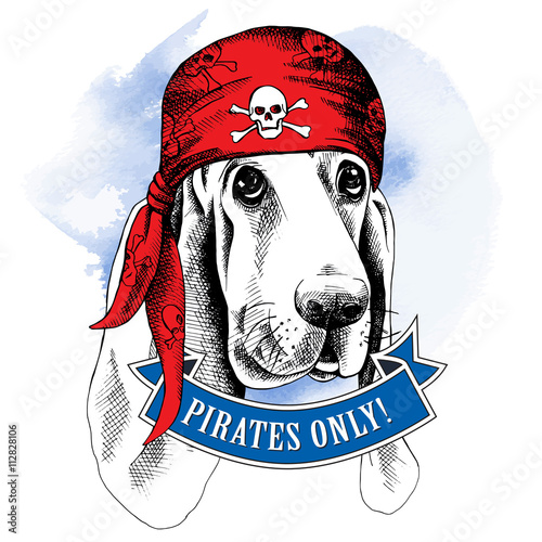 Portrait of a Basset Hound dog wearing a pirate's bandana with the image of a skull. Vector illustration.