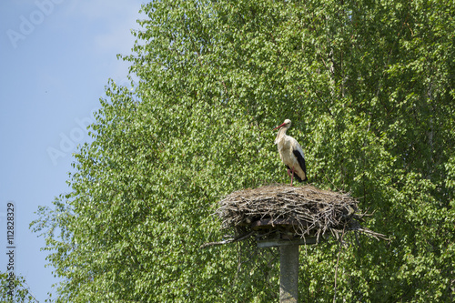 Storks in their nest on pole
