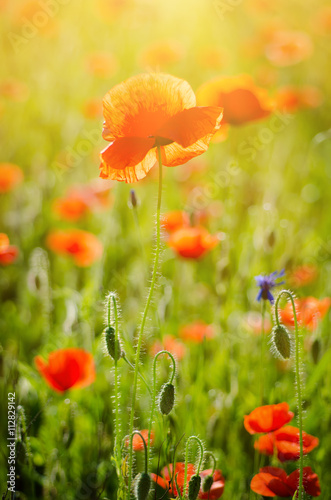 Red poppy flowers blooming in the green grass field, floral sunny natural spring background, can be used as image for remembrance and reconciliation day