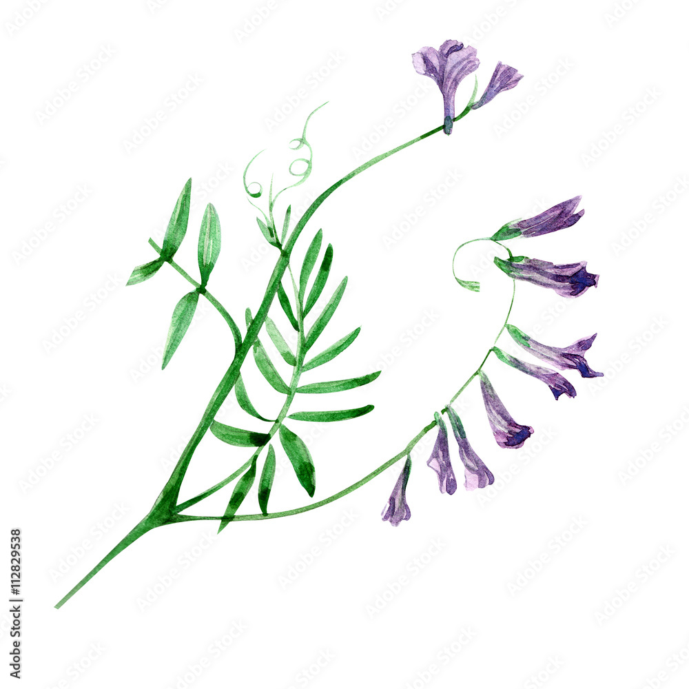 bird vetch bird vetch