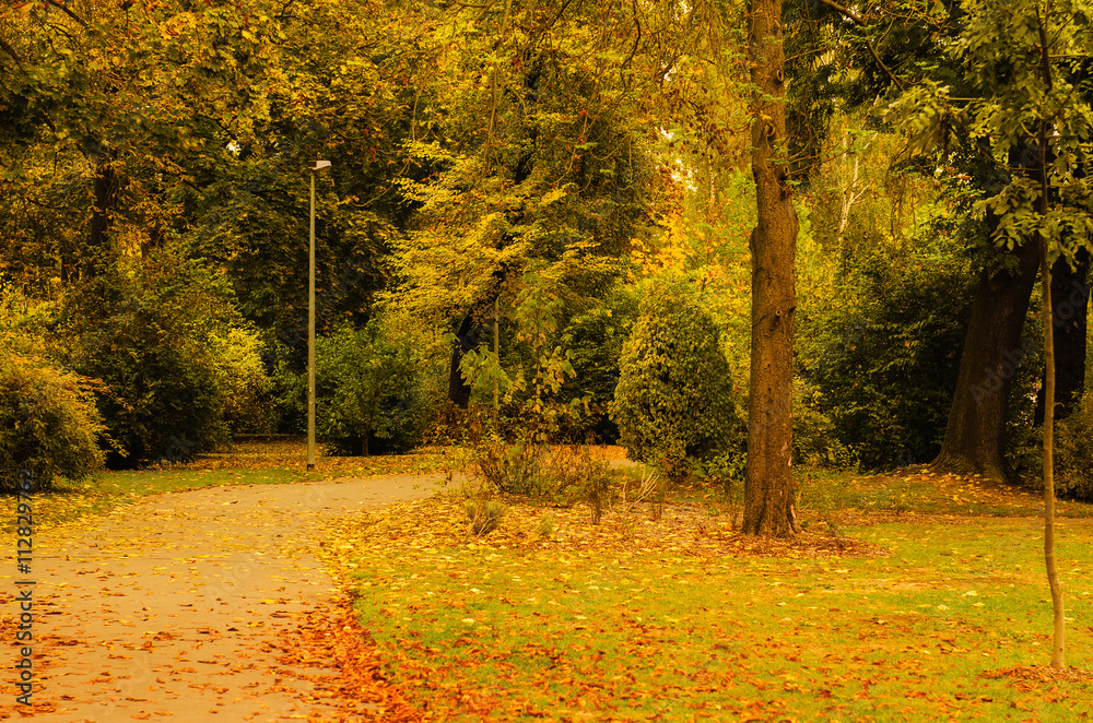Autumn sunny park with orange trees and empty alley , natural seasonal background Autumn sunny park with orange trees and empty alley , natural seasonal background