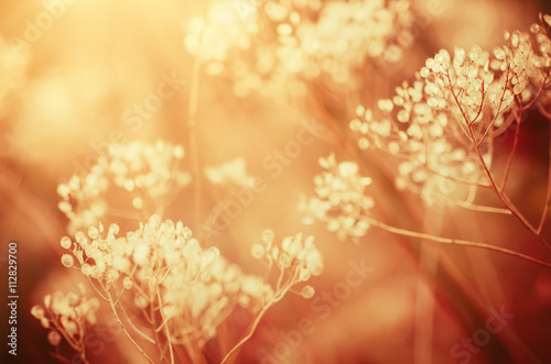 Autumn abstract background with meadow plant at sunset, vintage retro image