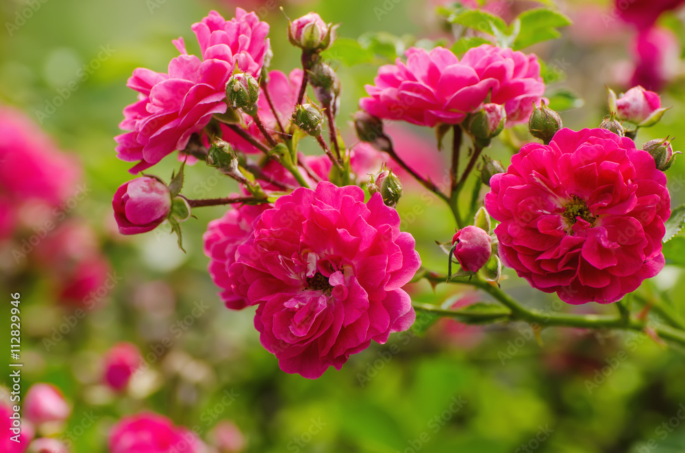 Garden with fresh red roses, floral natural background Garden with fresh red roses, floral natural background