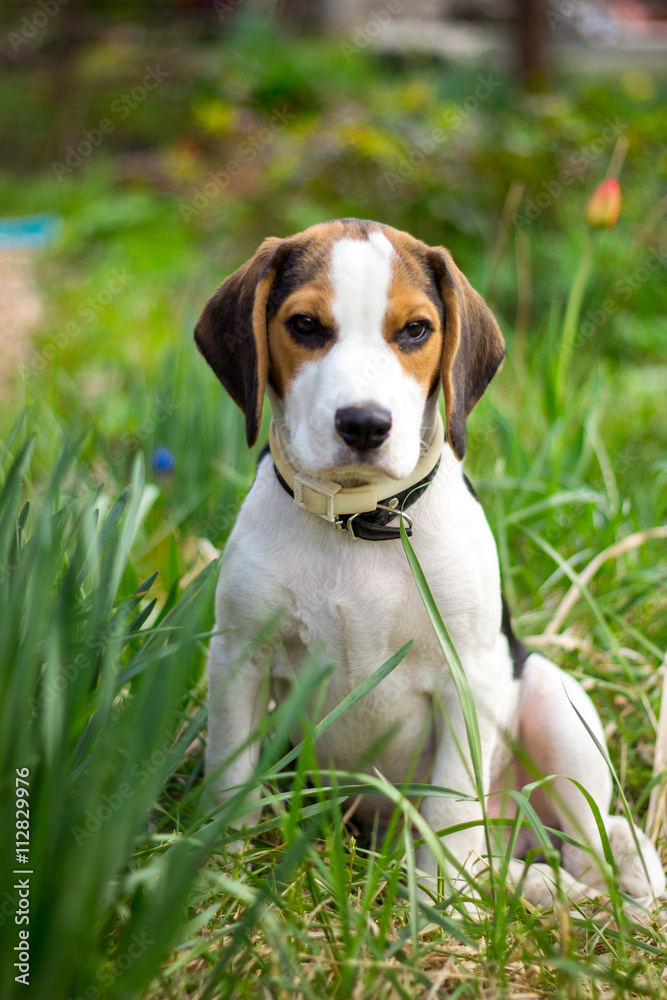 Beagle puppy in the garden.