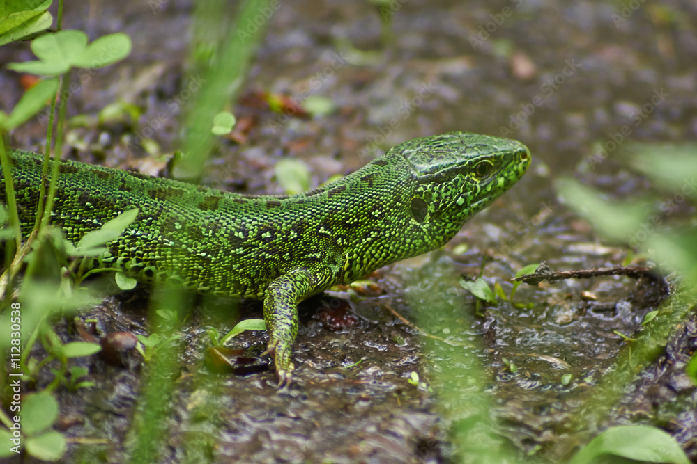 Green lizard of dry grass.