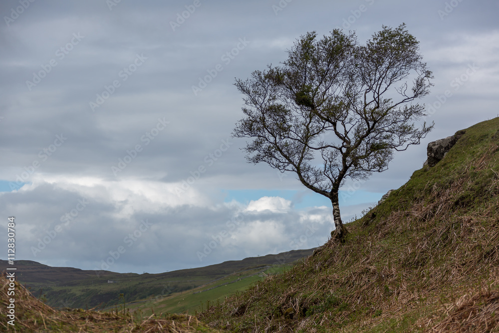 Baum im Fairy Glen - Isle of Skye - Schottland Baum im Fairy Glen - Isle of Skye - Schottland