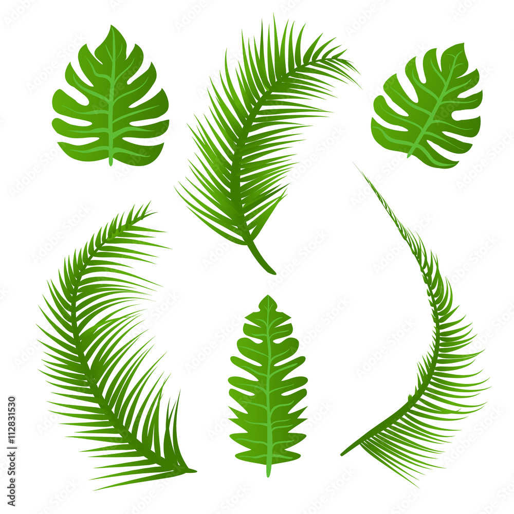 Vector set of summer plant decoration. Green palm tree. Tropic nature