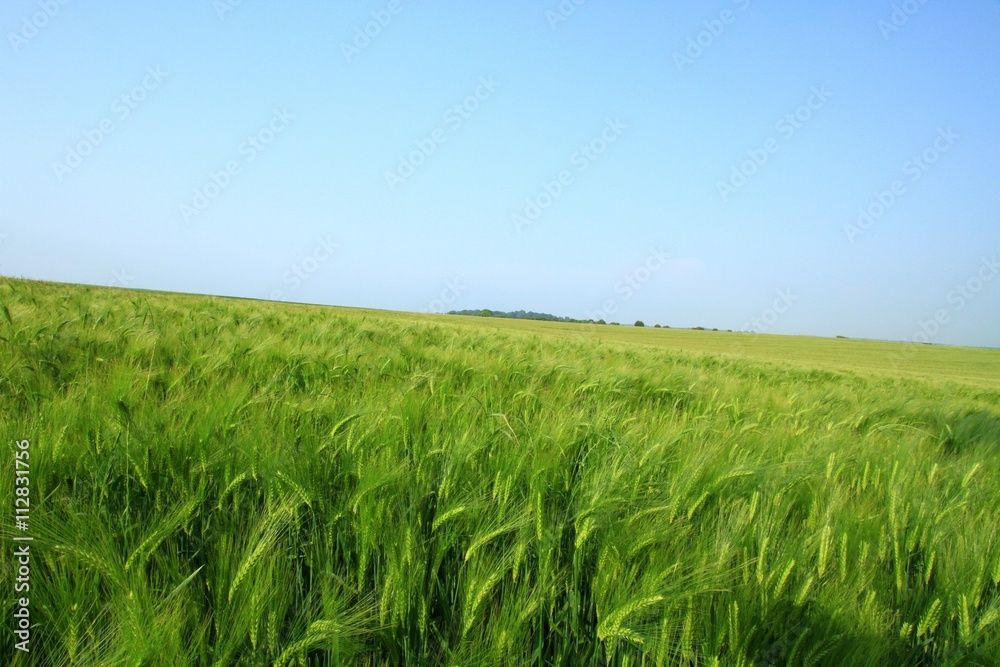 Fototapeta premium FIELD OF BARLEY , PAS DE CALAIS , FRANCE 