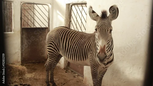 Zebra in Paddock in Building in National Reserve Inspect Neighborhood photo