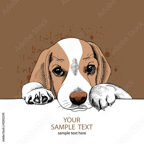 The Image portrait of the dog Beagle. Vector illustration.