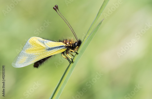 Libellen-Schmetterlingshaft © gelilewa