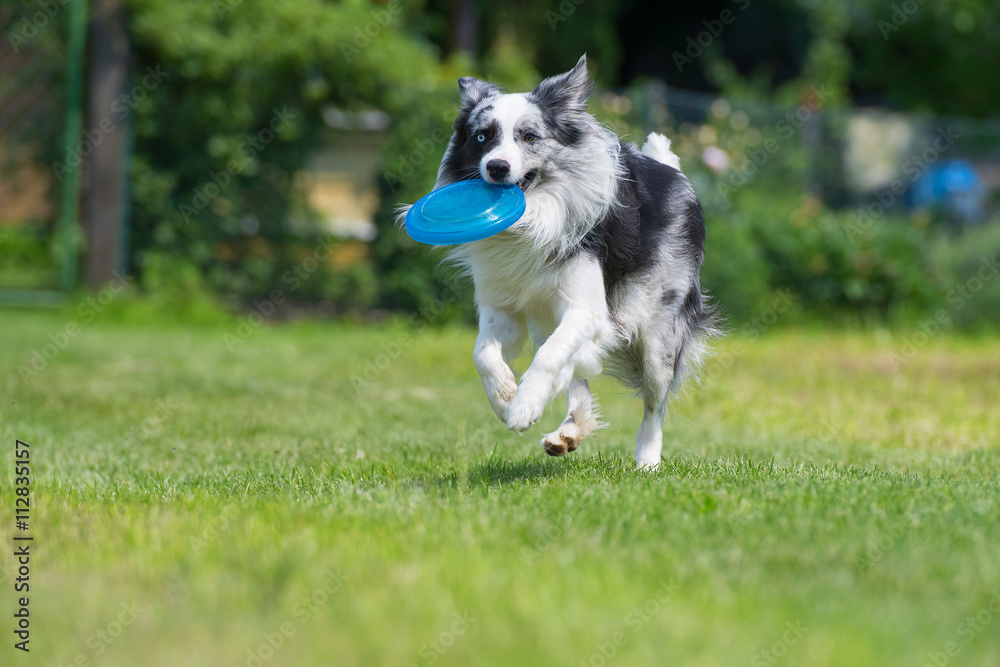 Hund mit Frisbee Stock Photo | Adobe Stock