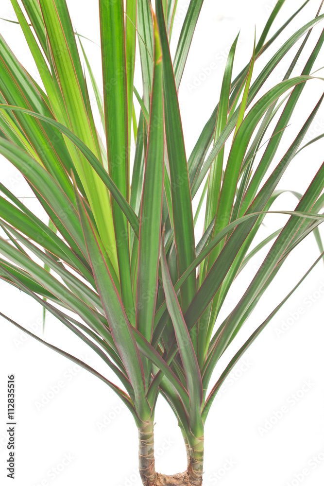 Fototapeta premium Dracena marginata plant over white