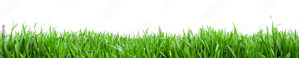 Grass in high definition isolated on a white background - obrazy, fototapety, plakaty 