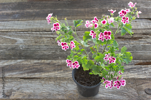 Fototapeta Naklejka Na Ścianę i Meble -  Purple geranium flower on wooden background