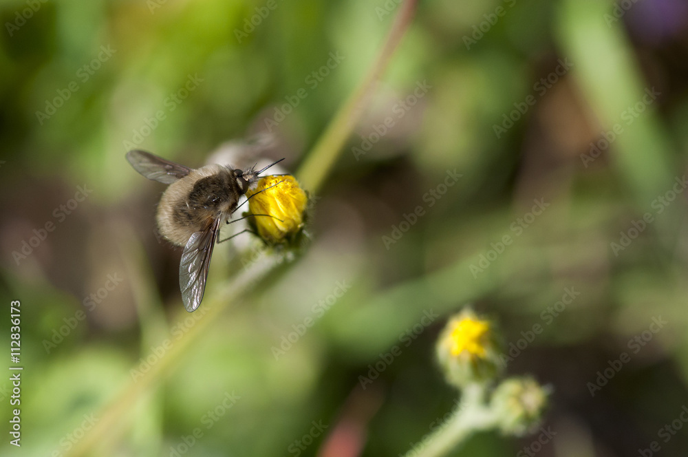 Bombyle ou geand bombyle qui butine Bombyle ou geand bombyle qui butine
