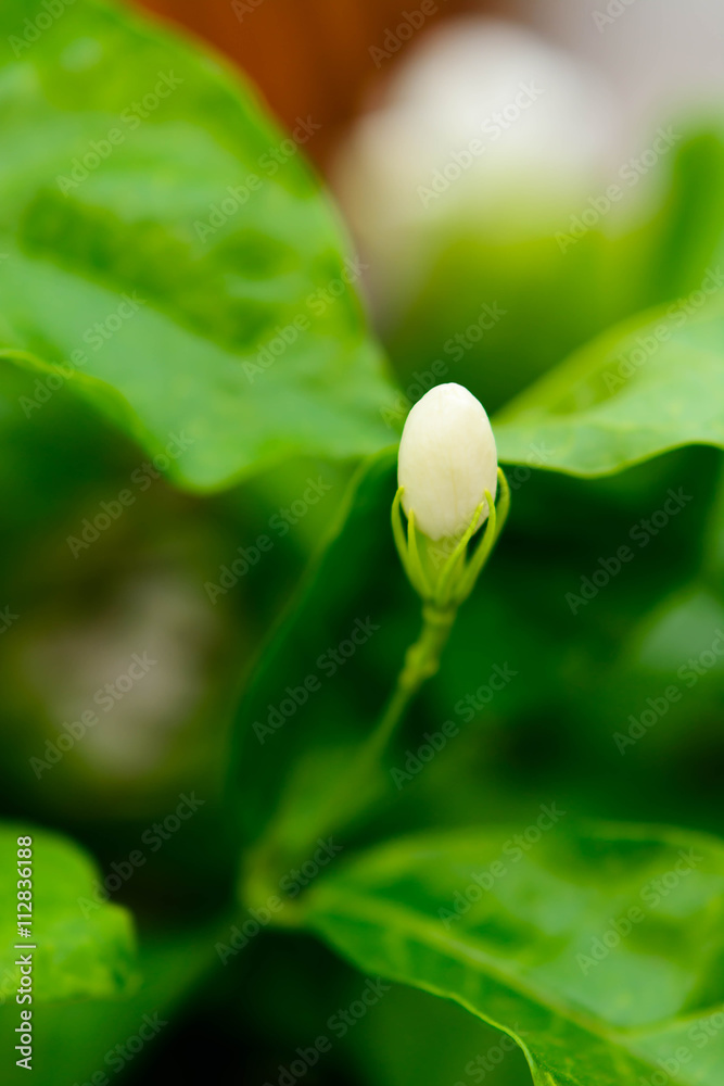 The young shoots of trees with green blur background The young shoots of trees with green blur background