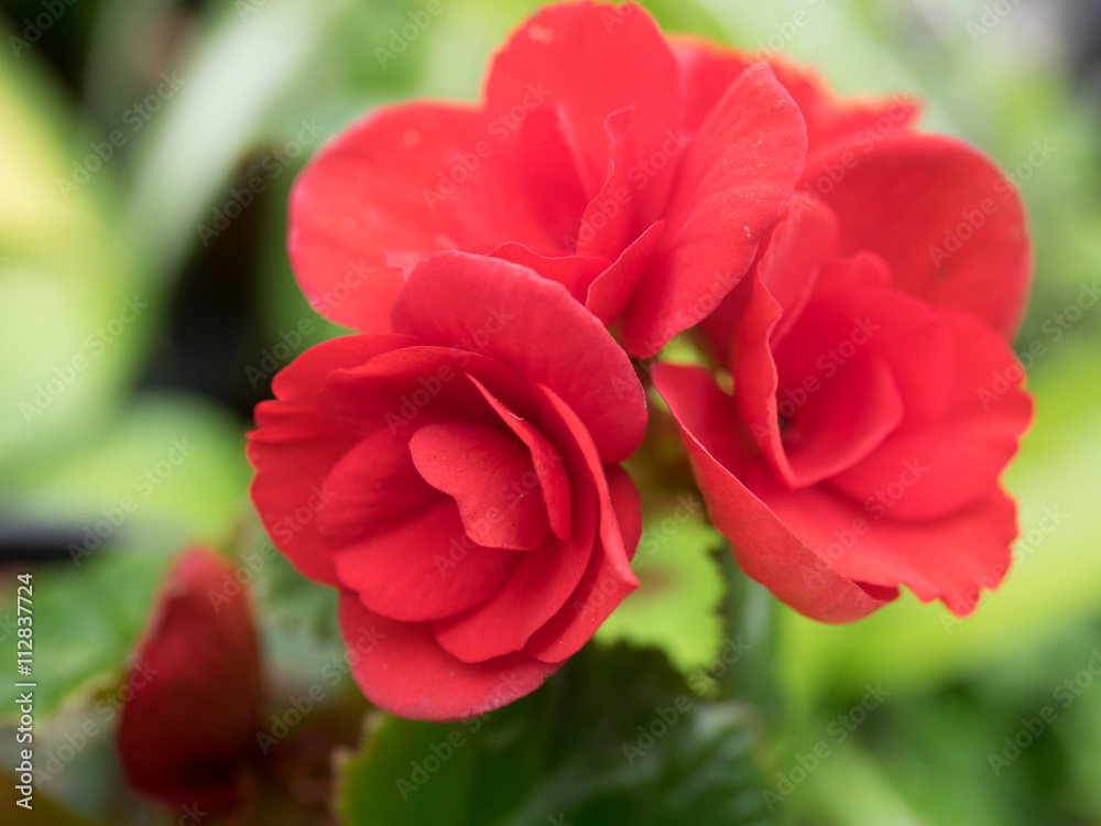 Begonia flowers are beautiful