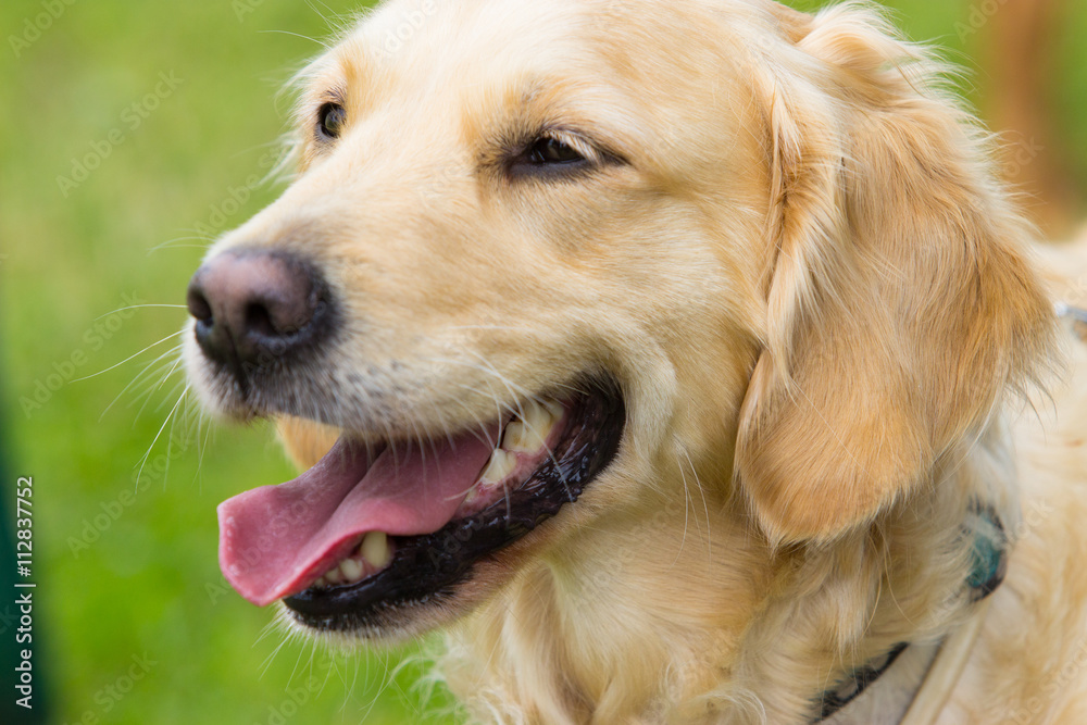 Golden Retriever Golden Retriever