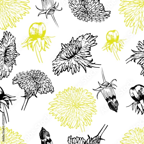 Vector seamless pattern of dandelion blossom. Summer medical hand drawn flowe...