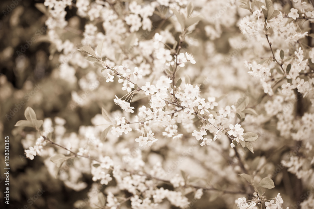 Flowering branches of cherry on natural blurred background. Shal
