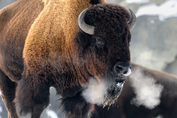 Fototapete Bison Atmender Bison im kalten Winter  © gnagel