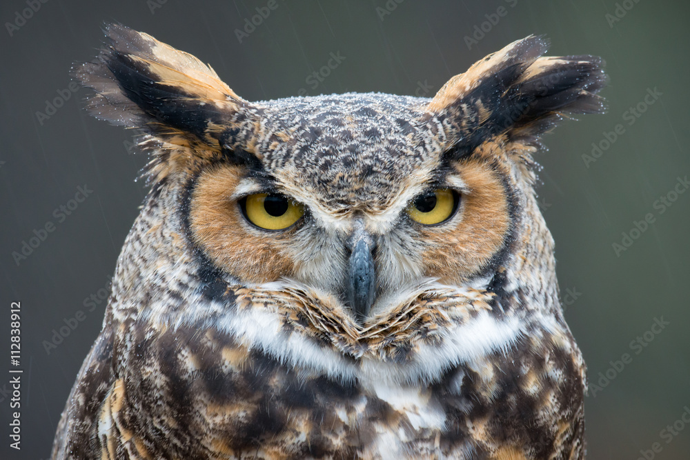 Great Horned Owl (Bubo virginianus) in the rain - obrazy, fototapety, plakaty 