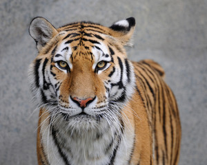 Fotobehang Tijger Amoertijger sluipt door sneeuw  © gnagel
