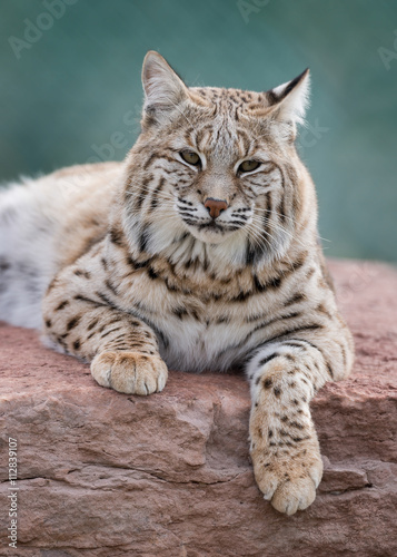 Bobcat (Lynx rufus) laying on rocks