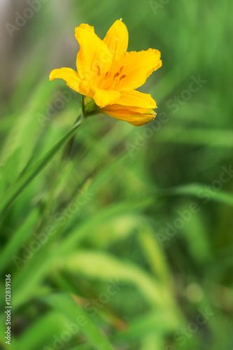 Fototapeta Naklejka Na Ścianę i Meble -  Yellow flower in the green grass.