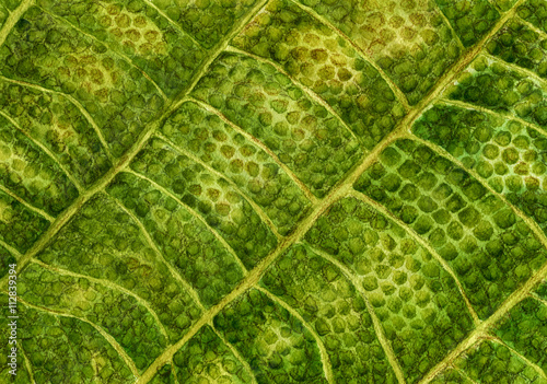 Texture of green leaf walnut. Watercolor botanical illustration, macro. Isolated on white background
