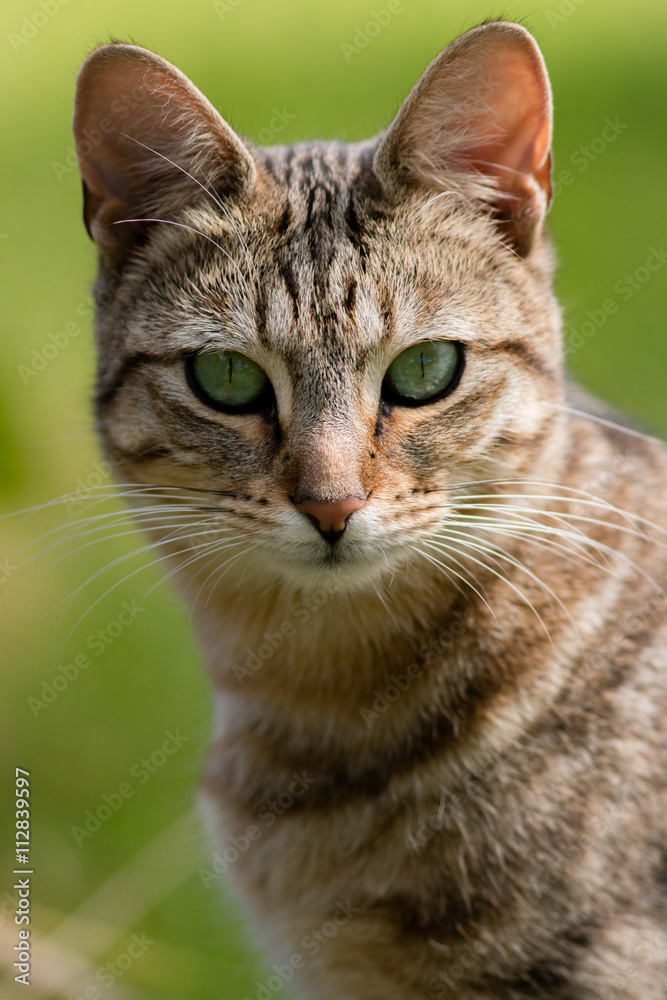 Fototapeta premium Striped Tabby Cat Staring.